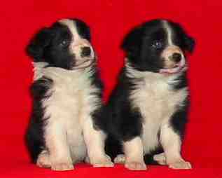 Pojat 5 vko, kuva M-L L�nnholtz